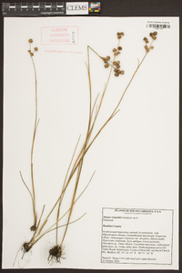 Juncus scirpoides image