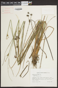 Juncus scirpoides image