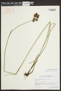 Juncus scirpoides image