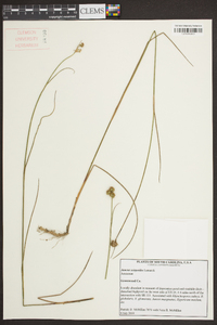 Juncus scirpoides image