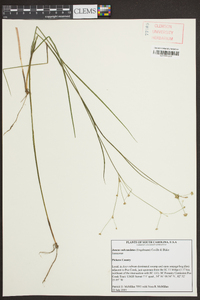 Juncus subcaudatus image