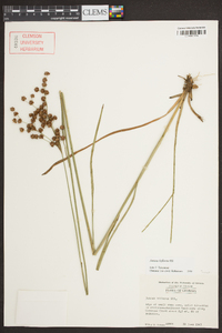 Juncus biflorus image