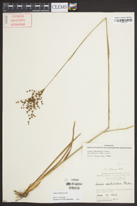 Juncus biflorus image