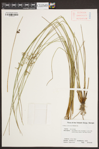 Juncus coriaceus image