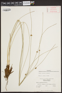 Juncus coriaceus image