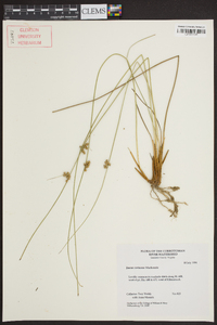 Juncus coriaceus image