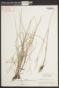 Juncus debilis image