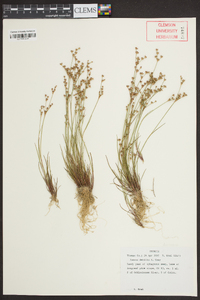 Juncus debilis image