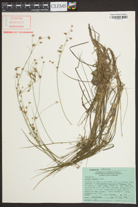 Juncus debilis image