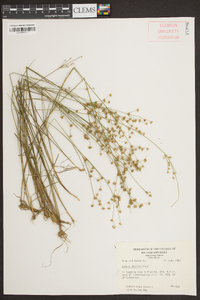 Juncus debilis image