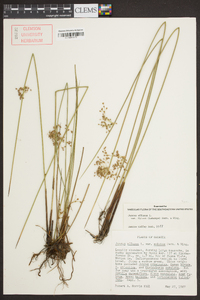 Juncus effusus var. pylaei image