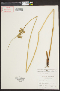 Juncus effusus var. solutus image