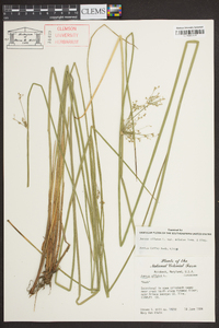 Juncus effusus var. solutus image