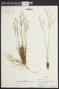 Juncus georgianus image