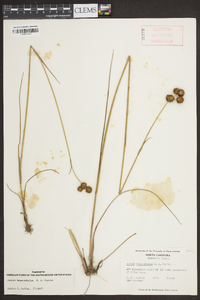 Juncus megacephalus image