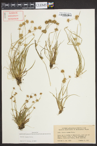 Juncus repens image