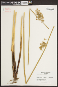 Juncus roemerianus image