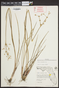 Juncus scirpoides image