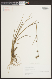 Juncus scirpoides image