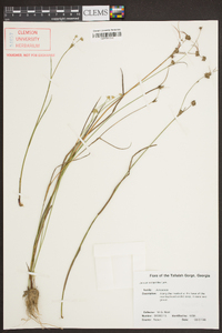 Juncus scirpoides image