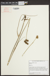 Juncus scirpoides image