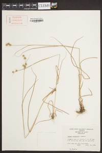 Juncus scirpoides image