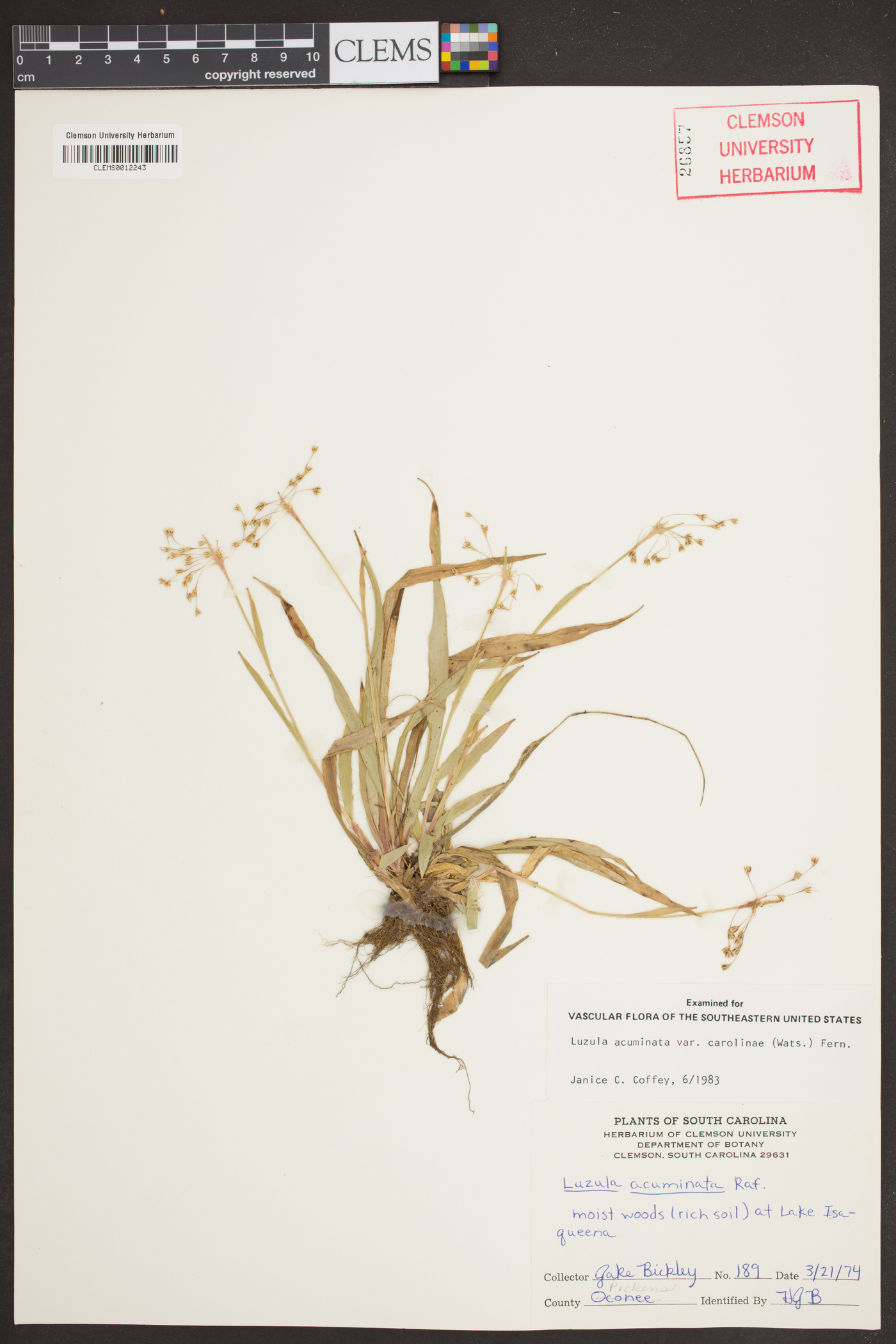 Luzula acuminata var. carolinae image