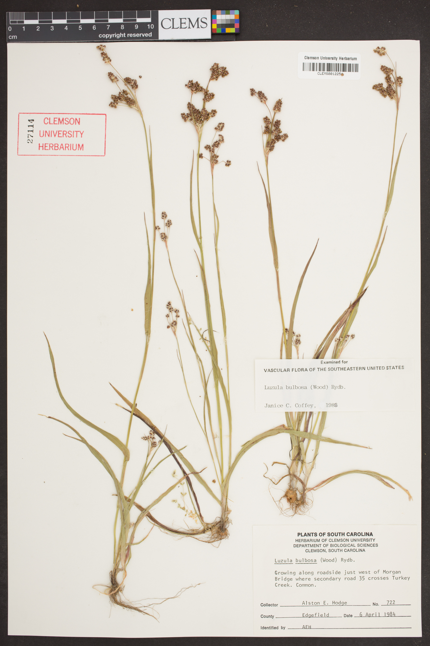 Luzula bulbosa image