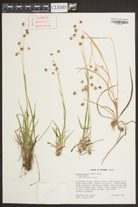 Luzula bulbosa image