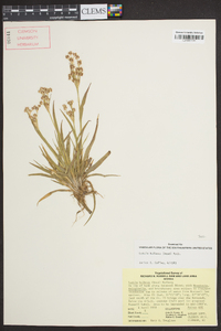 Luzula bulbosa image