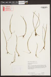 Triglochin striatum image