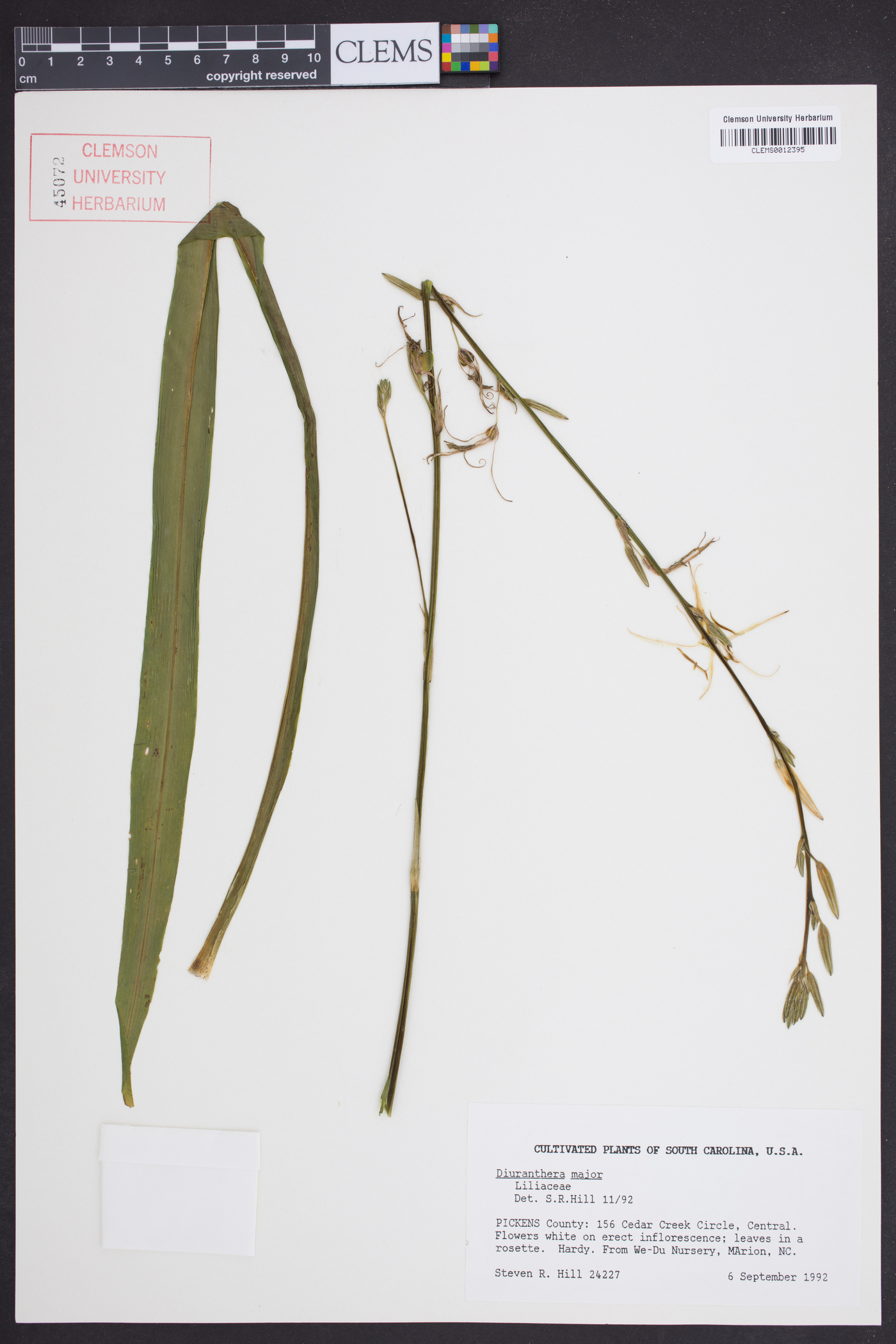 Diuranthera image
