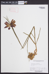 Fritillaria meleagris image