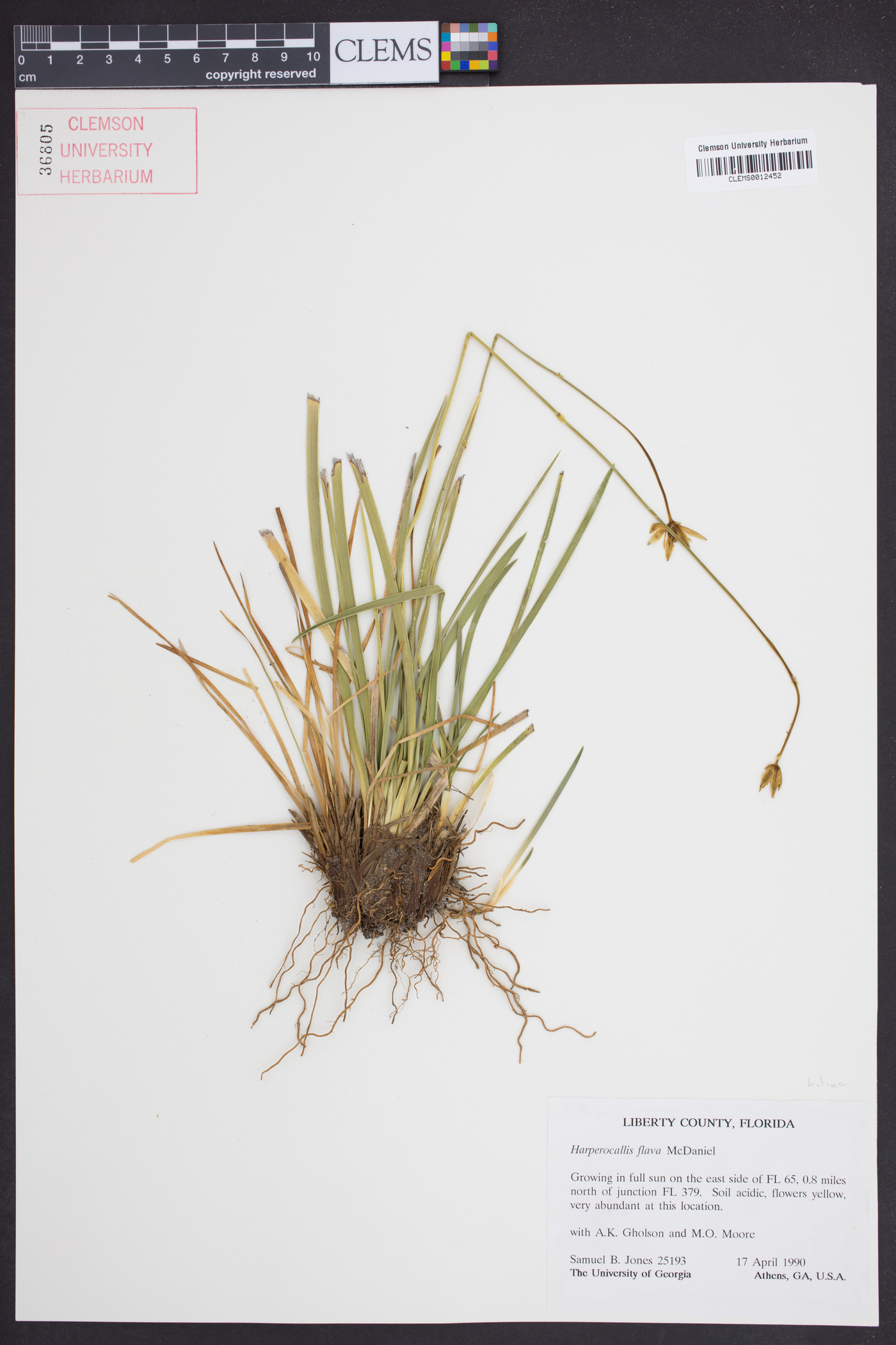 Harperocallis image