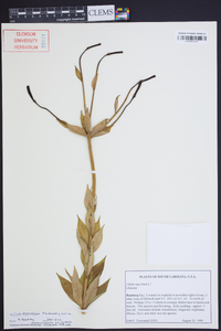 Lilium pyrophilum image