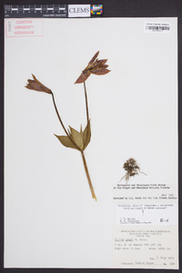 Lilium grayi image