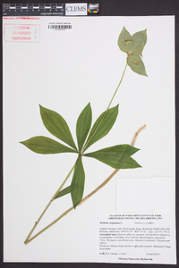 Medeola virginiana image