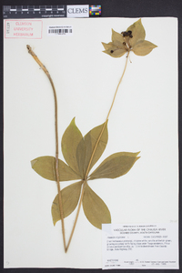 Medeola virginiana image