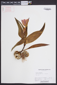 Tulipa greigii image