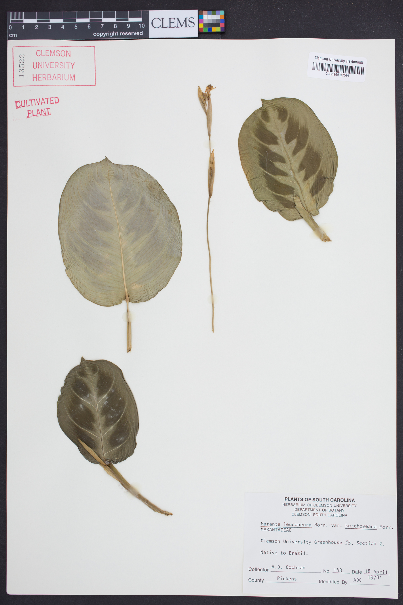 Maranta leuconeura image