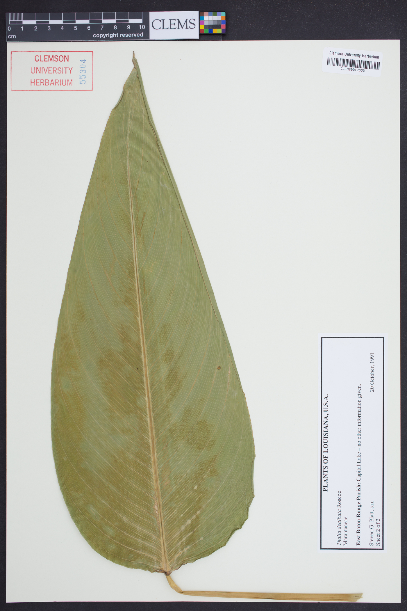 Thalia dealbata image