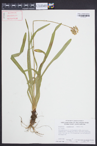 Amianthium muscitoxicum image