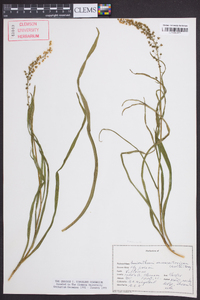 Amianthium muscitoxicum image