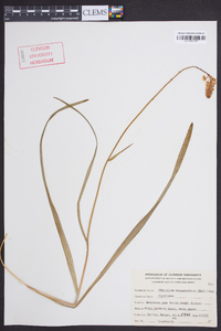 Amianthium muscitoxicum image