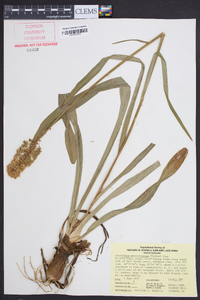 Amianthium muscitoxicum image