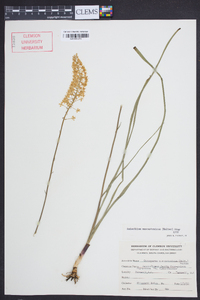 Amianthium muscitoxicum image