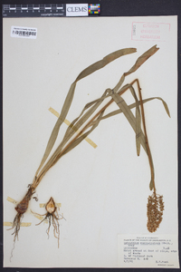 Amianthium muscitoxicum image