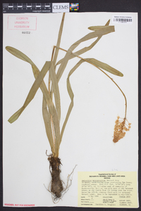 Amianthium muscitoxicum image