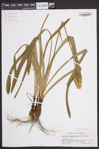 Amianthium muscitoxicum image