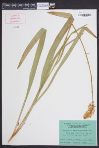 Amianthium muscitoxicum image